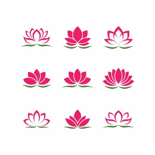 荷花视频下载2026