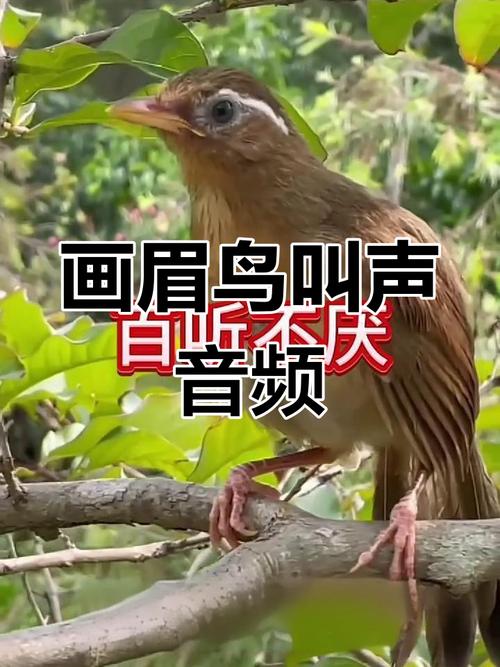 画眉鸟叫声视频2026