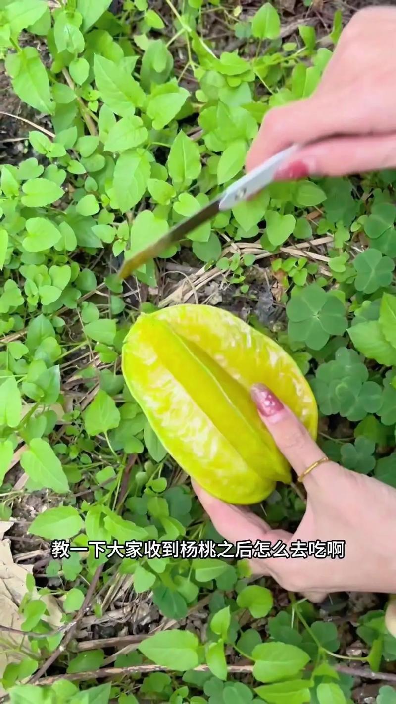 杨桃吃法视频2026