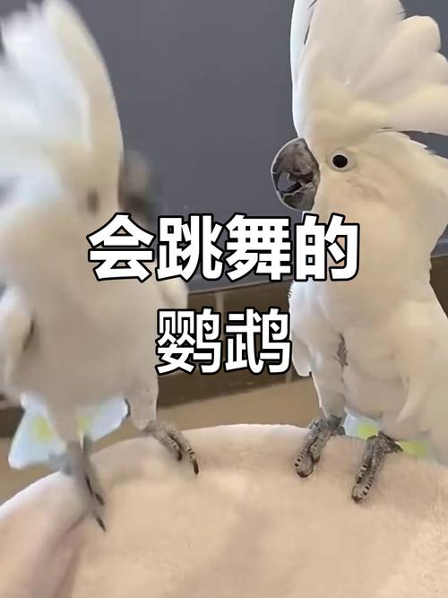 鹦鹉跳舞视频2026