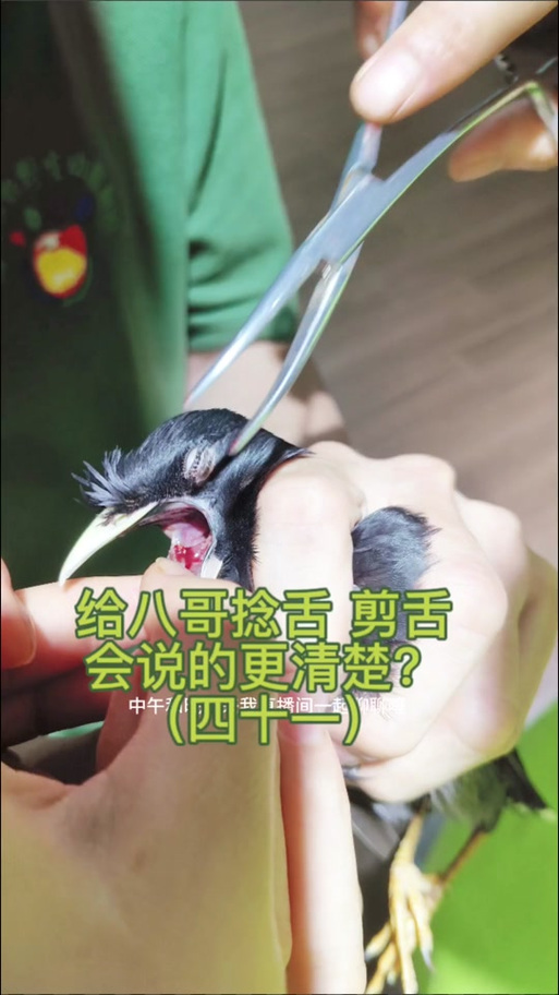 八哥教学视频2026