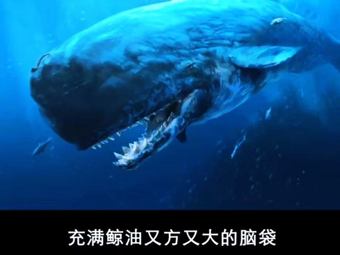 梅尔维尔鲸视频2026