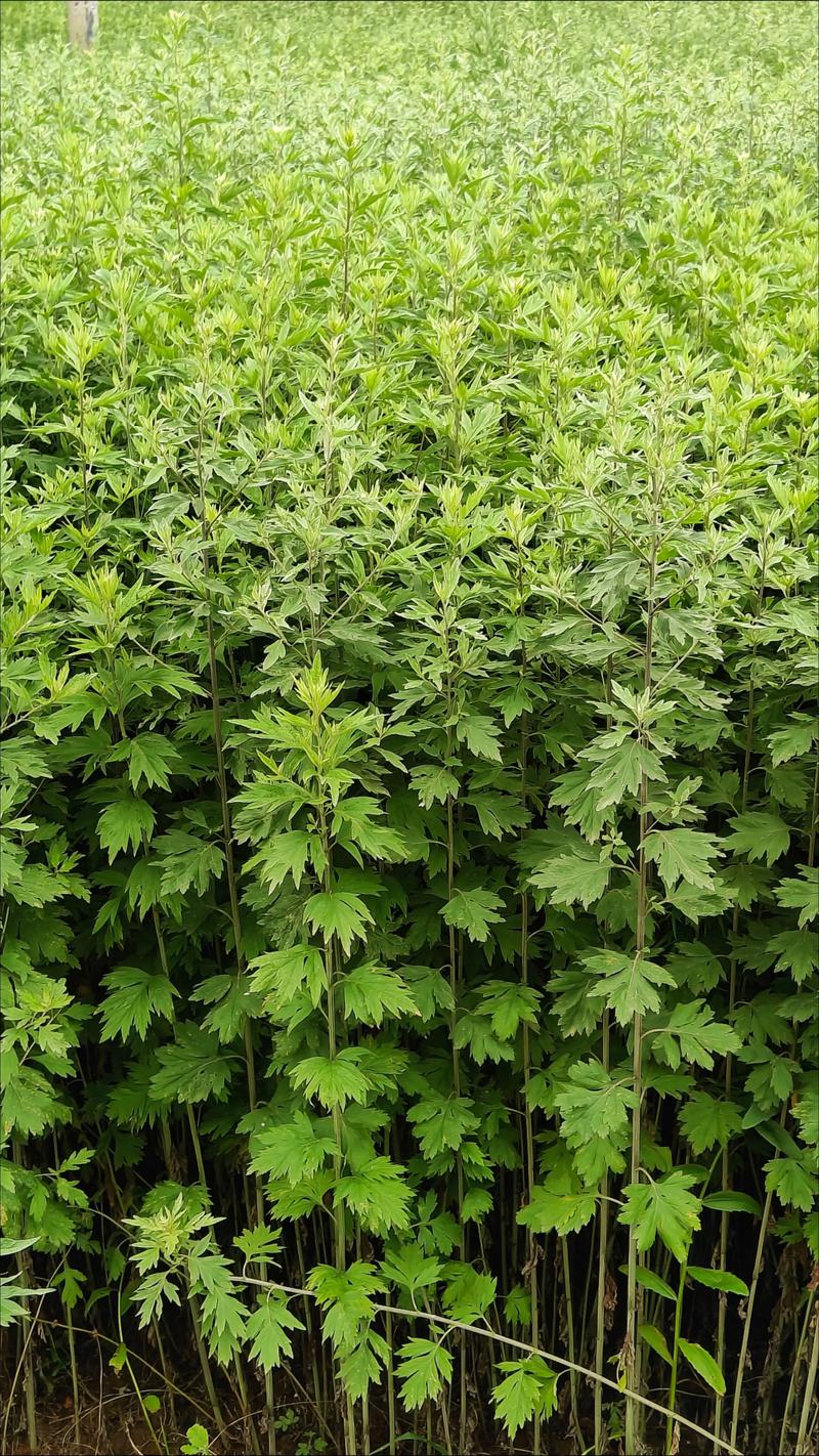 艾草在线视频2026