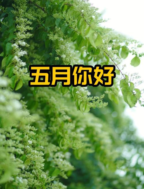 开心五月视频2026